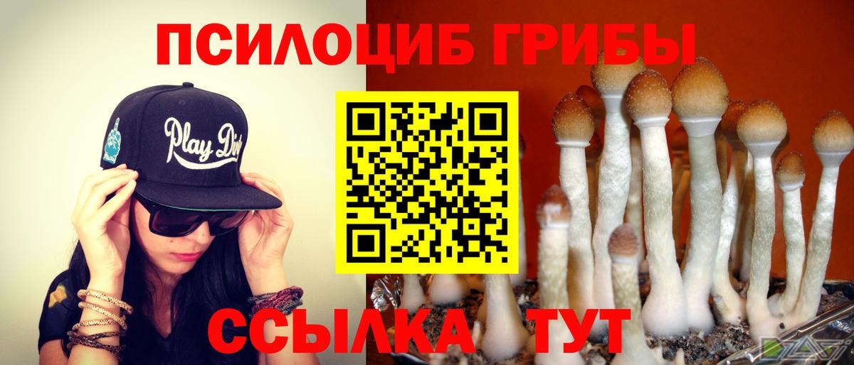 Сургут  Галлюциногенные грибы Cubensis  Вход с VPN 